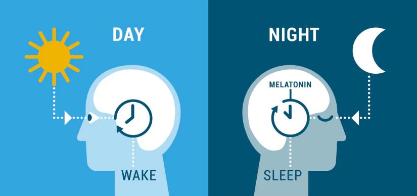 Circadian Rhythm - ریتم شبانه روزی بدن